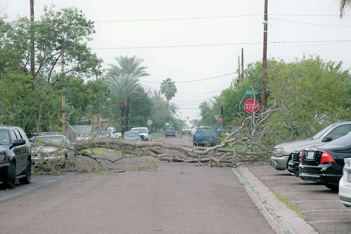 Este árbol cayó en la cuadra 2600 de la avenida Tapeyste en el este de Laredo, debido a los fuertes vientos del jueves 21 de mayo de 2020, causados por una tormenta que impacto el área.