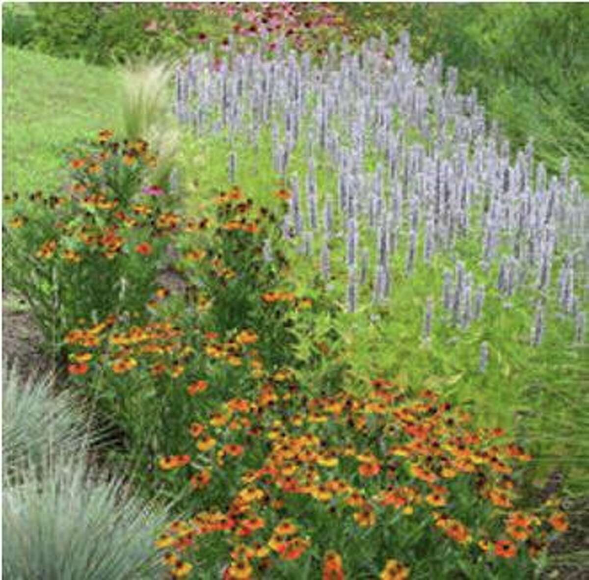 The plantings along the Pollinator Pathway are beautiful as well as useful.
