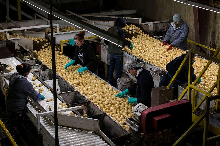 The potato processing line at Gold Dust Potato Processors and Walker Farm in the Klamath Basin where the farm produces around 200 million pounds of potatoes outside Malin, Ore., on Monday, May 18, 2020. Nowhere has California�s dry winter hit harder than the state�s far north, where hundreds of farmers along the Oregon border now risk having their irrigation water shut off and their crops destroyed. The Klamath Project, which ships water from the High Cascades to more than 200,000 acres of onions, potatoes, wheat and barley across two states, is running low. Water districts supplied by the project say there may not be water for farms after next month. The last time the water agencies of the Klamath Basin warned of such a dire situation, farmers marched on the gates of the project in protest and U.S. marshals were called in to keep the peace. Today, the prospect of running out of water comes as the farm-dependent region faces the additional economic blow of the coronavirus pandemic. Photo: Carlos Avila Gonzalez / The Chronicle