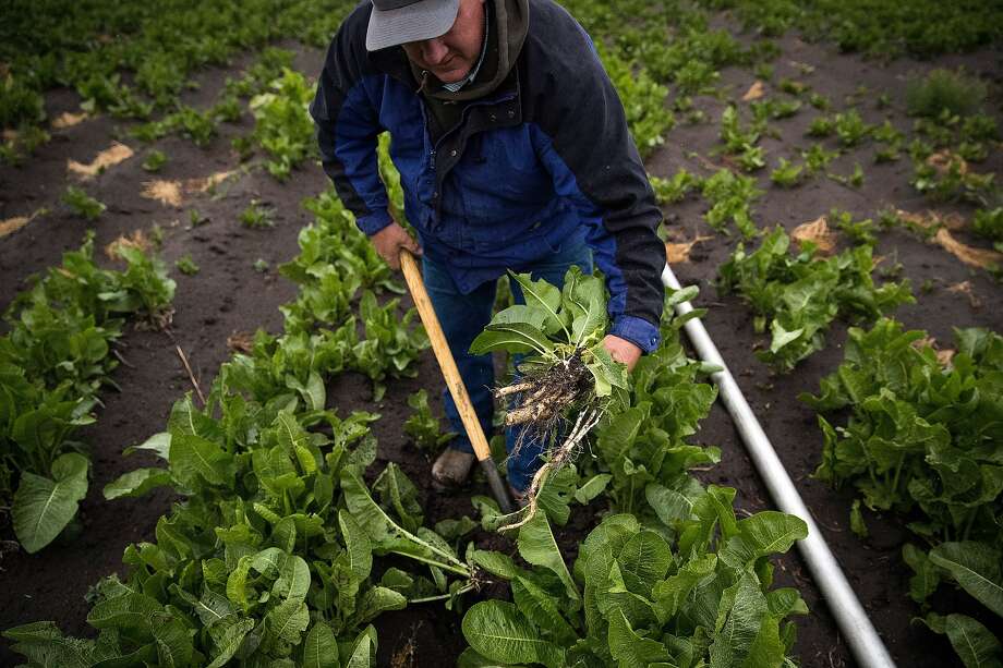 Farmer Scott Seus pulls up an organic horseradish plant in a field he is trying to keep viable despite a lack of water on his farm in the Klamath Basin outside Tulelake, Calif., on Monday, May 18, 2020. Nowhere has CaliforniaÕs dry winter hit harder than the stateÕs far north, where hundreds of farmers along the Oregon border now risk having their irrigation water shut off and their crops destroyed. The Klamath Project, which ships water from the High Cascades to more than 200,000 acres of onions, potatoes, wheat and barley across two states, is running low. Water districts supplied by the project say there may not be water for farms after next month. The last time the water agencies of the Klamath Basin warned of such a dire situation, farmers marched on the gates of the project in protest and U.S. marshals were called in to keep the peace. Today, the prospect of running out of water comes as the farm-dependent region faces the additional economic blow of the coronavirus pandemic. Photo: Carlos Avila Gonzalez, The Chronicle