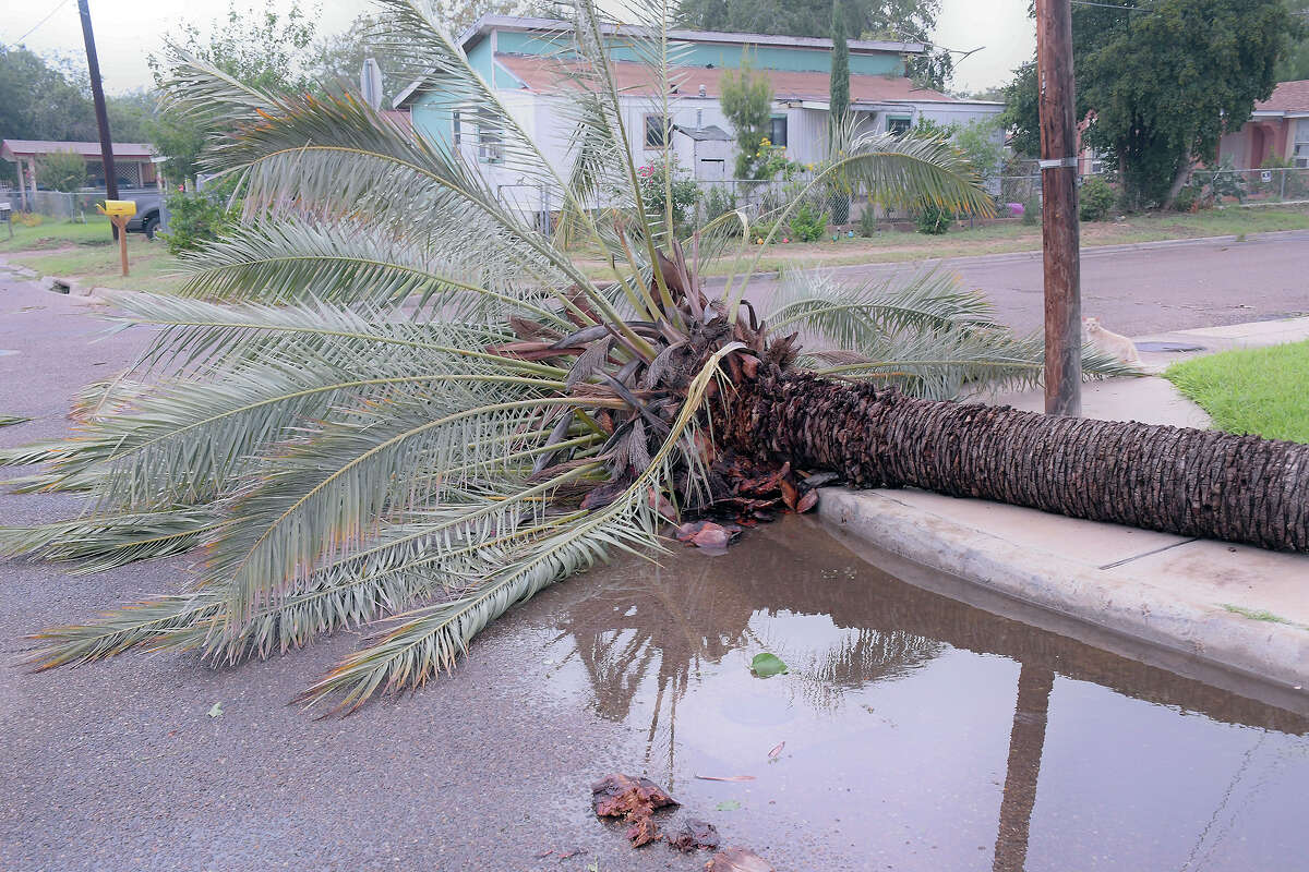 This palm tree was cut in half at, the 2600 block of Tapeyste Avenue in east centralÂ  Laredo, by strong winds Thursday, May 21, 2020, as severe weather swept through the area.