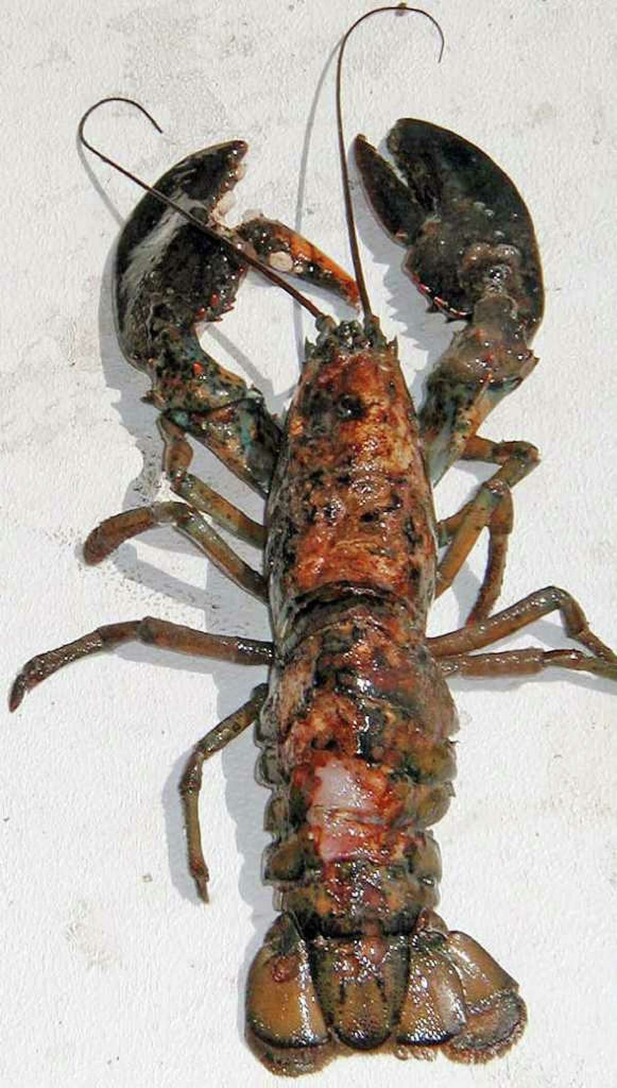Scientists believe that lobster shell disease, in which the animal’s is eaten by bacteria, is caused by chemicals in plastics, paints and detergents that upset the delicate balance of hormones that governs molting and other functions. (Rhode Island Sea Grant)