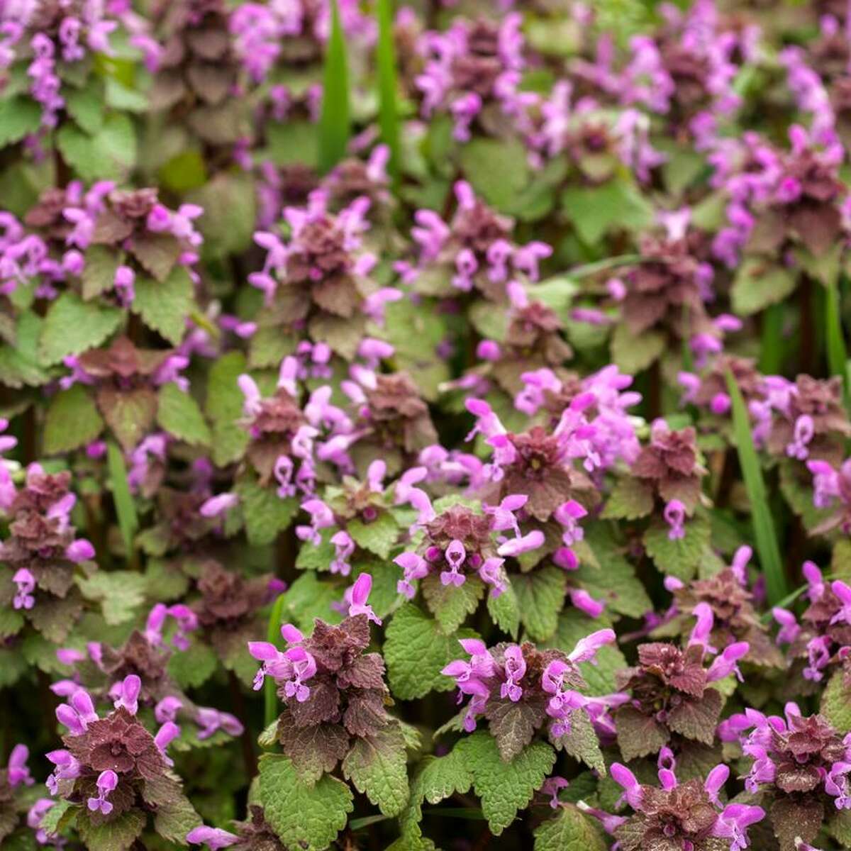 20 Low-Maintenance Ground Cover Plants to Prevent Weeds From Taking Over