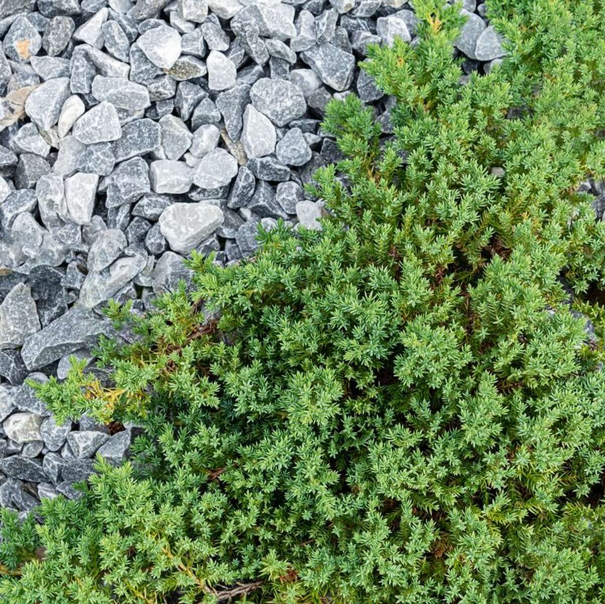 silver thyme ground cover