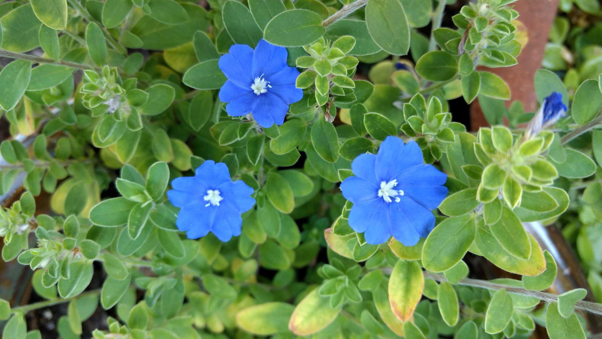 Calvin Finch: Texas Superstar ornamental, blooming plants for your San ...