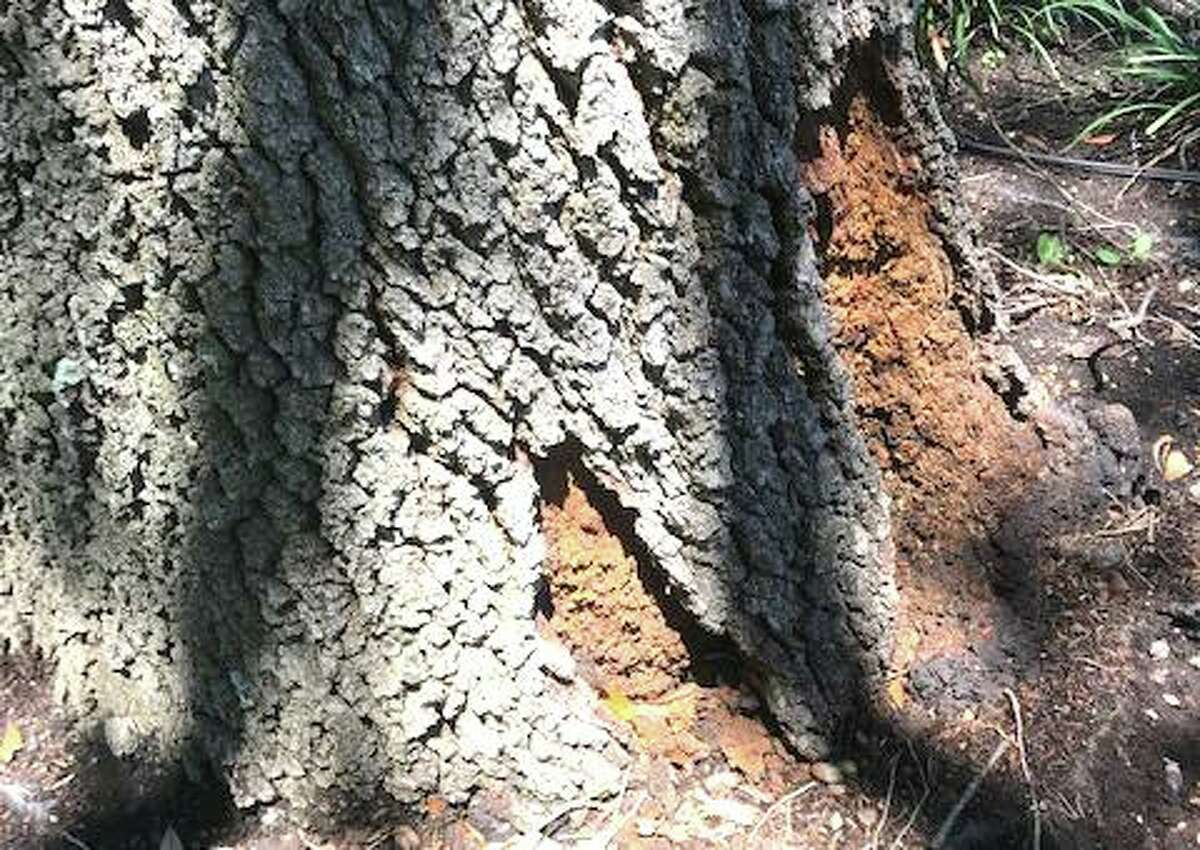 Neil Sperry Barklosing live oak could be rotting