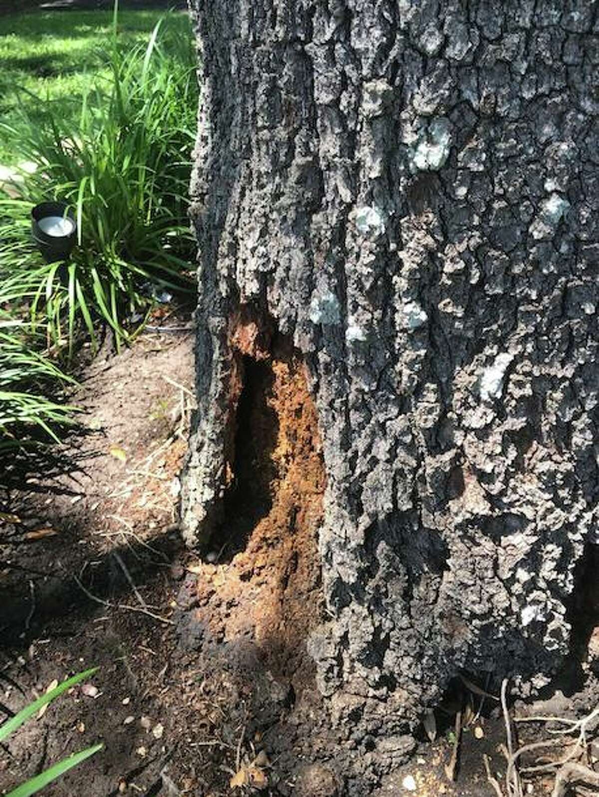 Neil Sperry: Bark-losing live oak could be rotting