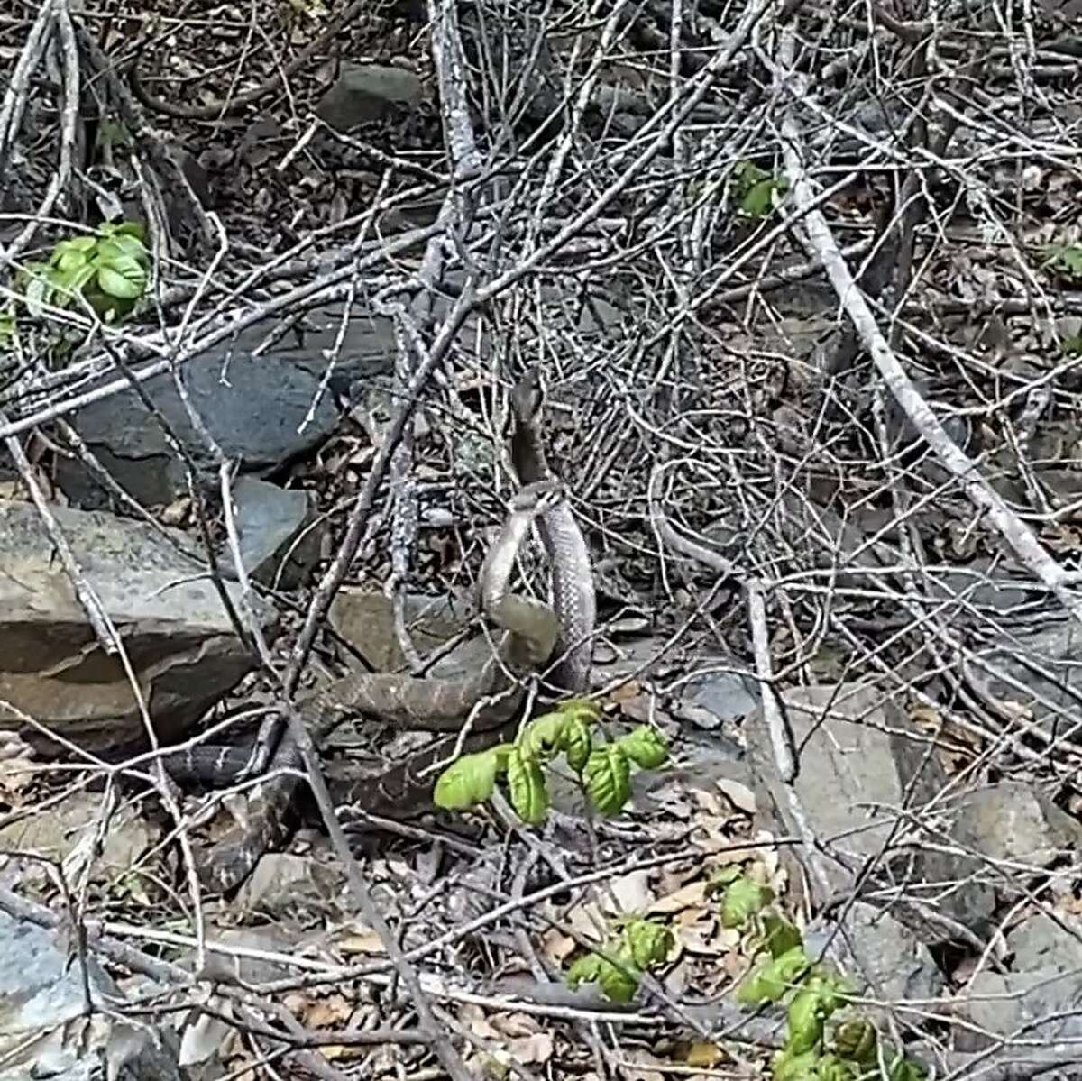 Two snakes spotted on a hike.