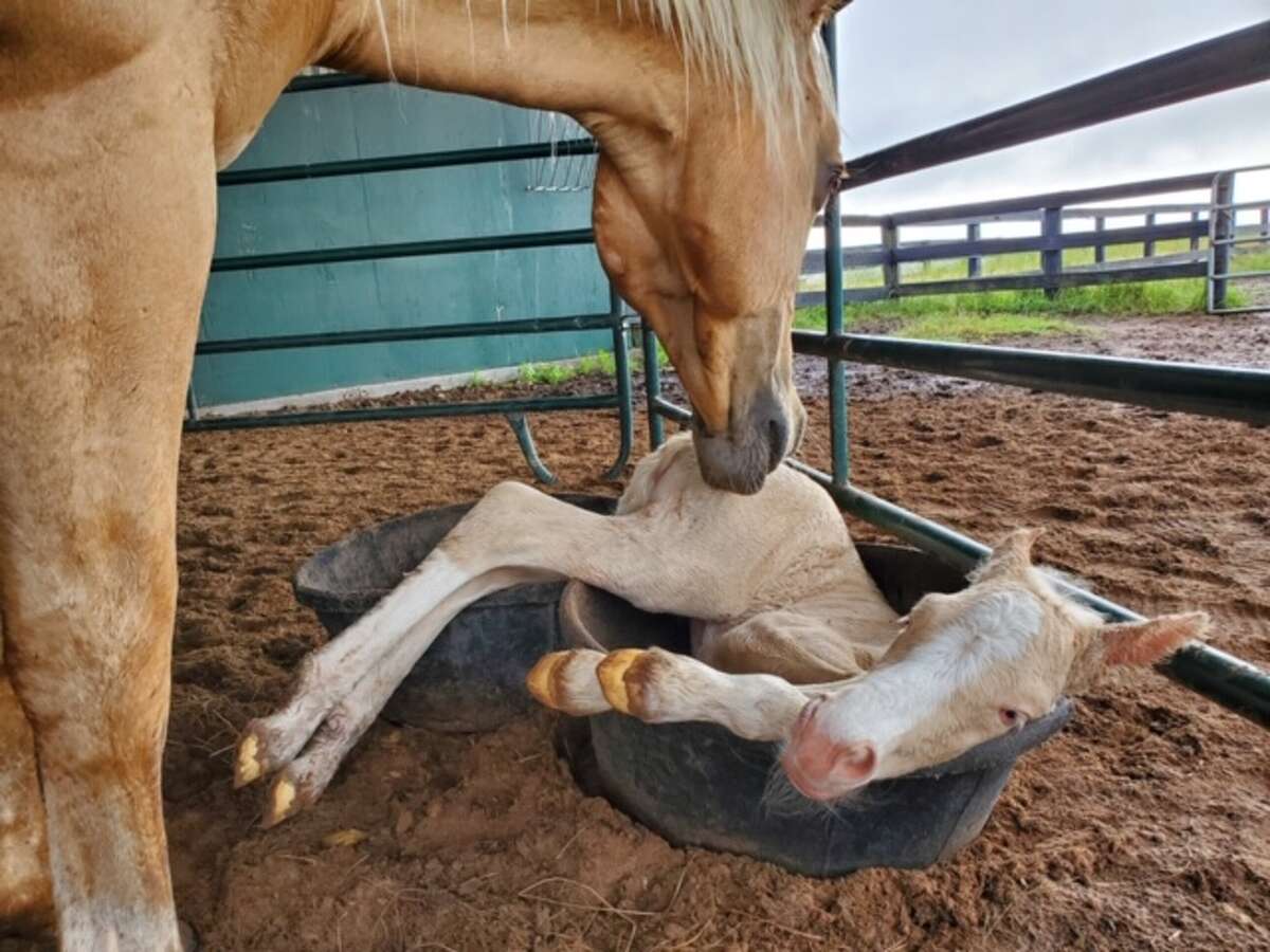Bea gave birth to her filly Lavender on Memorial Day.