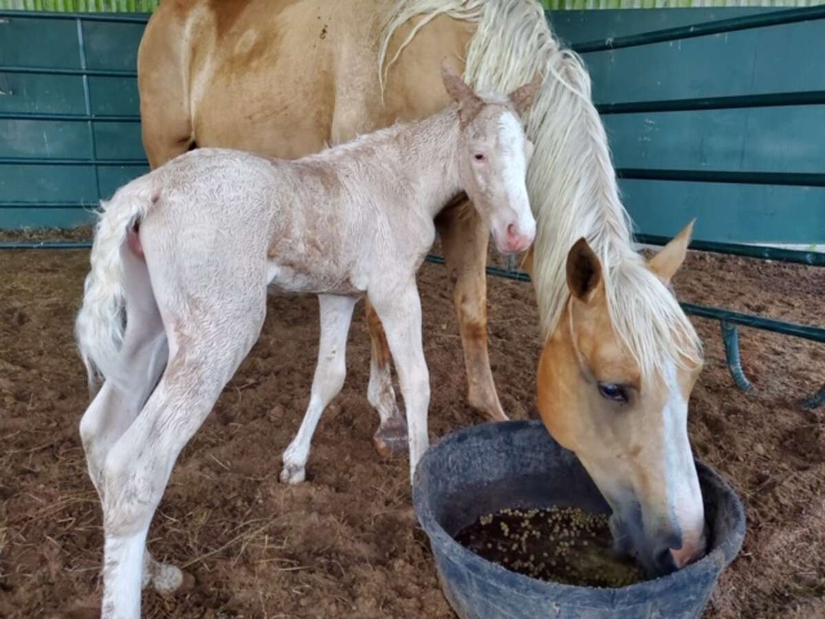 The Houston SPCA reports the Bea and her foal Lavender are doing well.