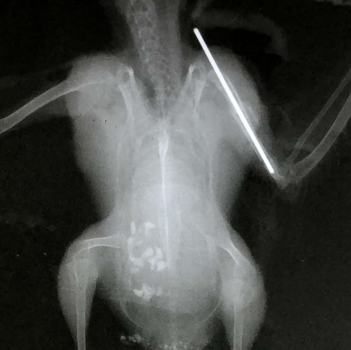 X-ray of pin that repaired snowy plover’s broken wing after $2,500 operation in Fairfield
