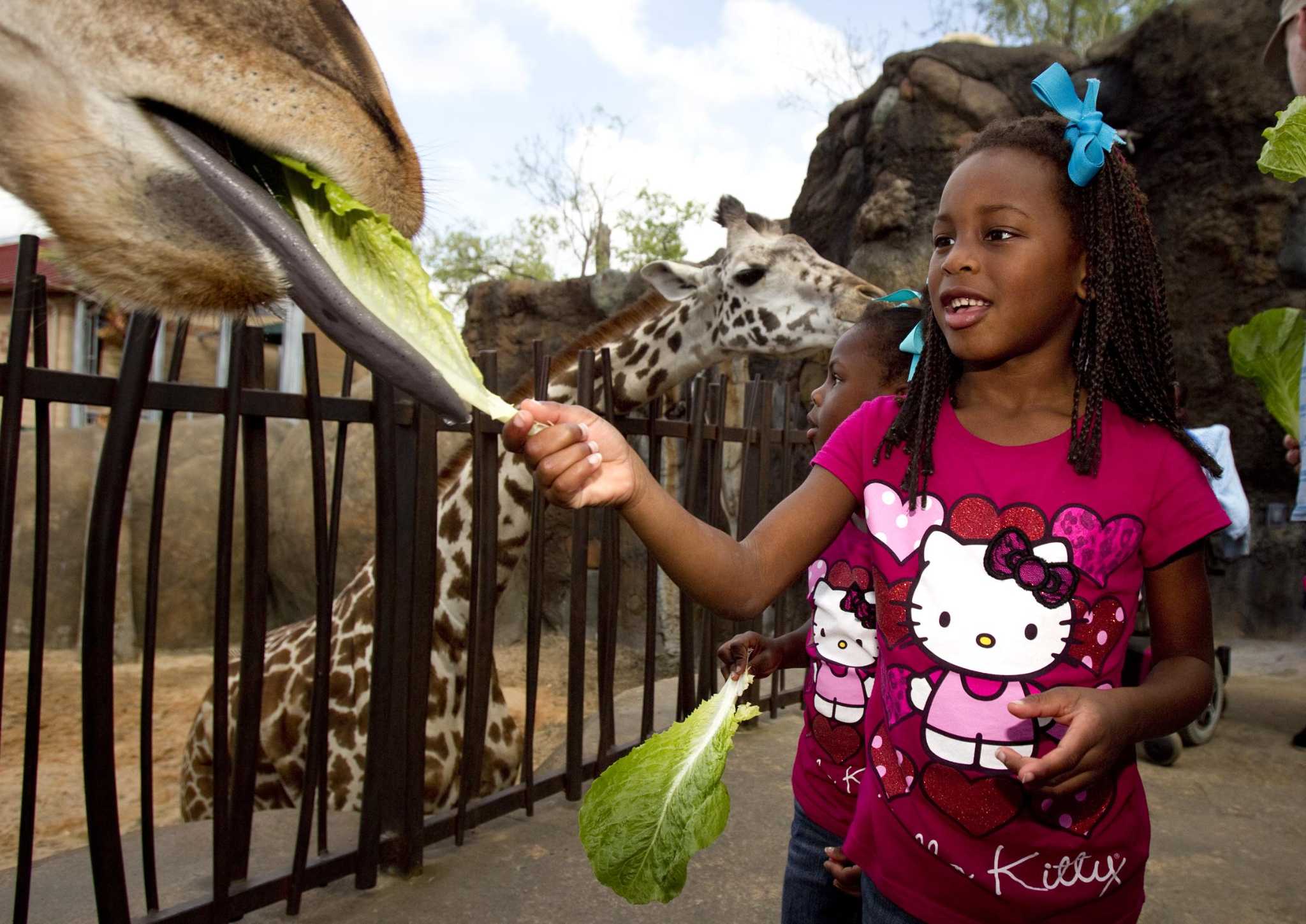 Houston Zoo Ticketing System Down After Overwhelming Demand For June 3   RawImage 