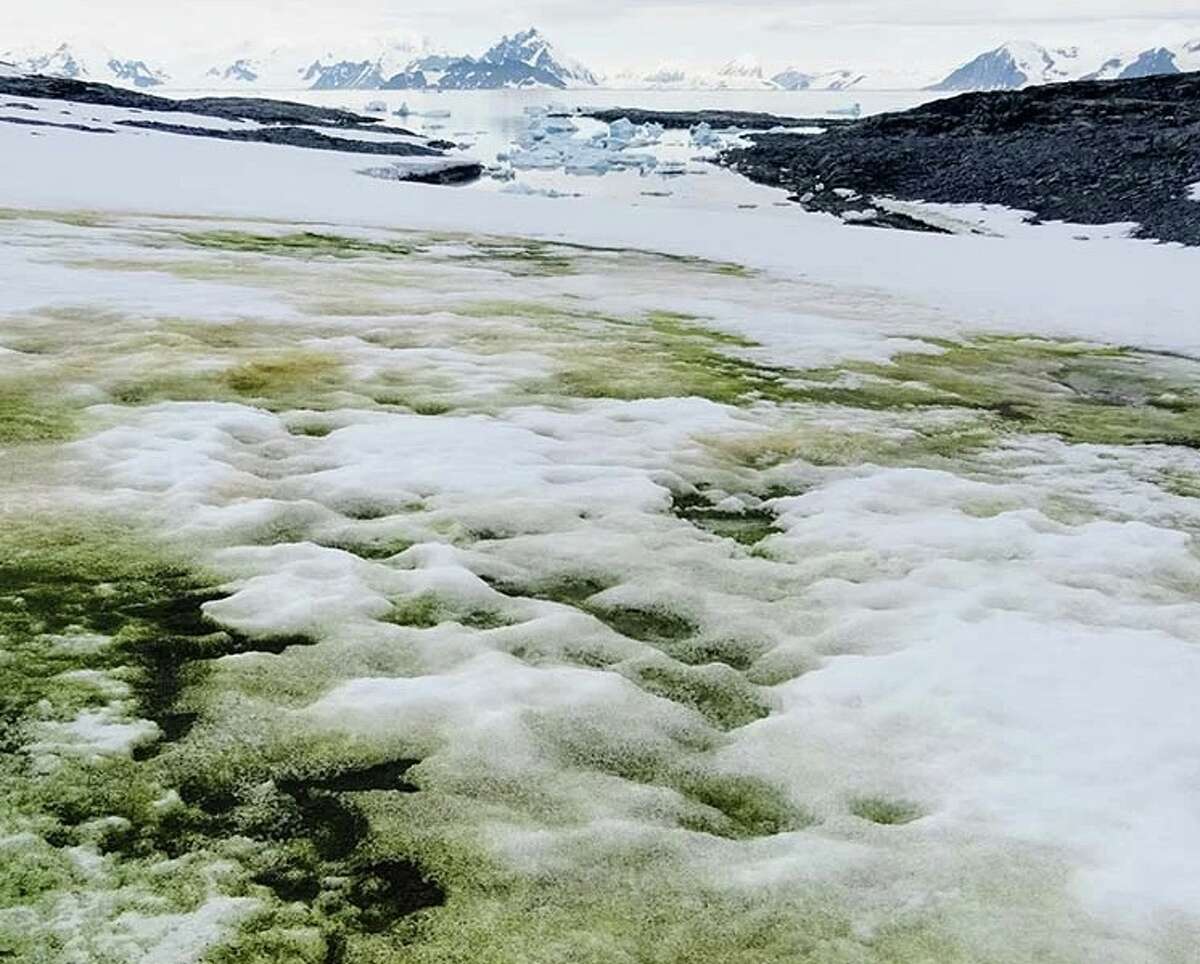 Green algae blooms spawned by melting snow and animal dung have been spreading on the Antarctic Peninsula, which saw record temperatures in February. A team of scientists have mapped the blooms, which are visible from space, for the first time.