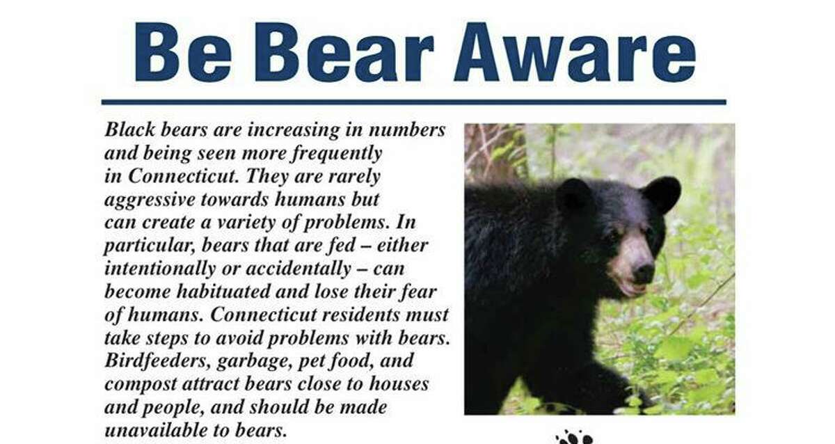 CT bear encounters on the rise: What to do if you see a bear