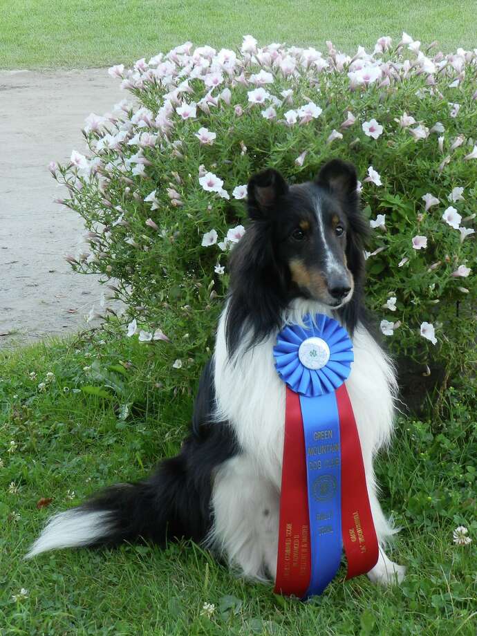 best dog food for shelties