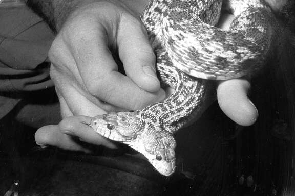 The two-headed gopher snake at the Steinhart Aquarium -- a popular exhibit in the reptile area after its birth in 1966.
