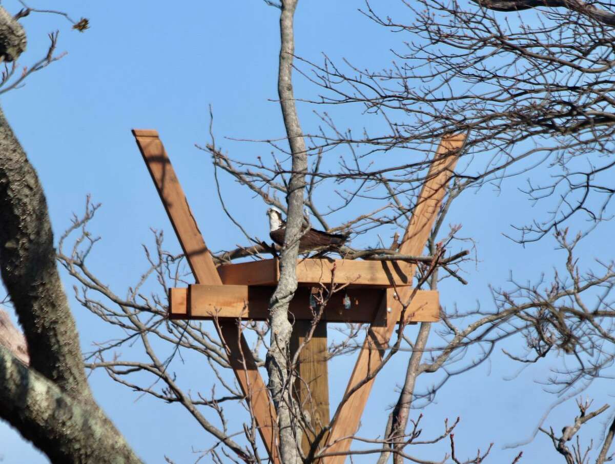 An osprey is building a nest on the platform at the beach at Greenwich Point.