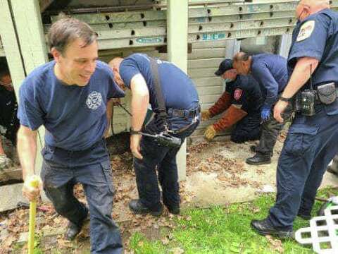 Danbury Firefighters Rescued Trapped Dog The Hour