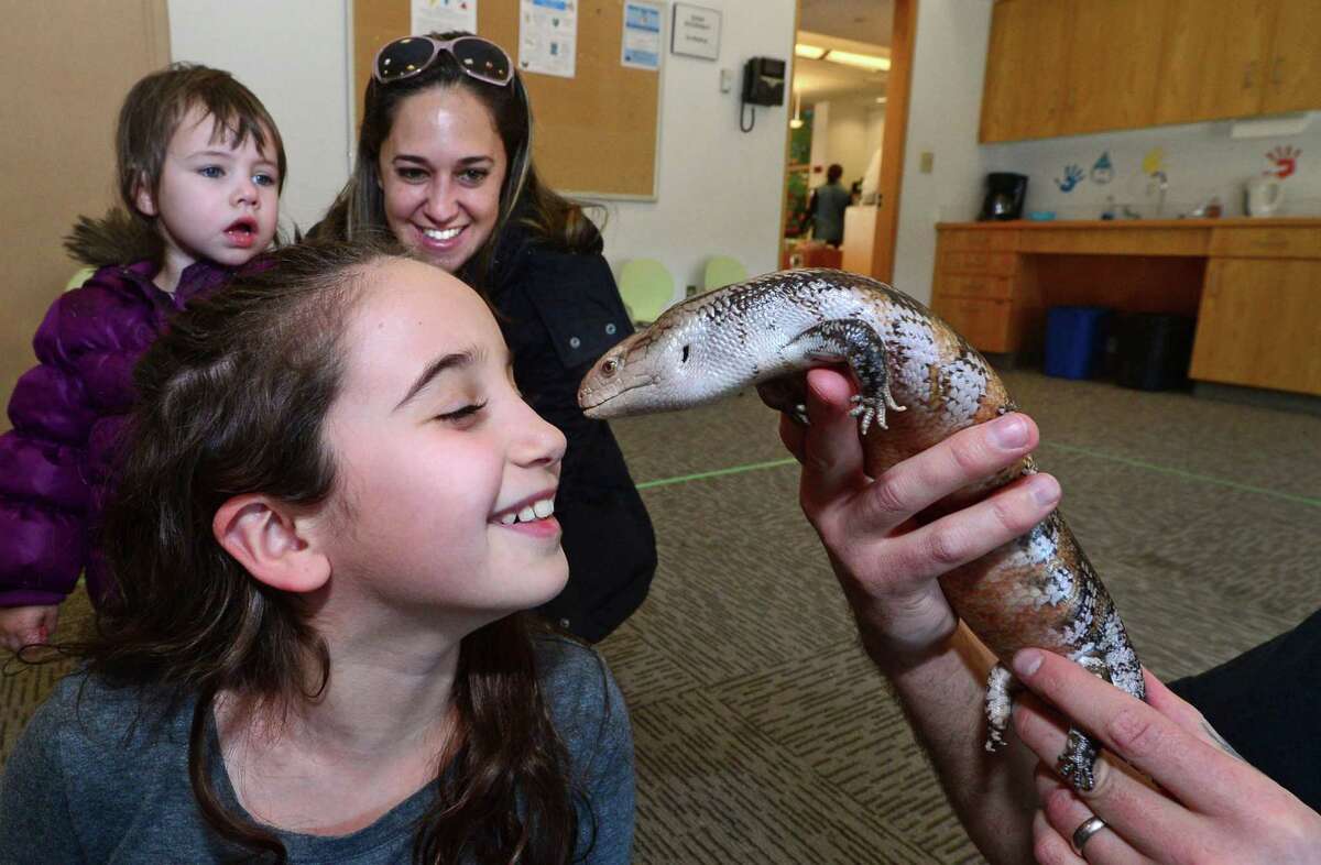 Nine year old Isabella John gets a kiss from Blue-Tongued Skink from Riverside Reptiles while Lena Booth and her daughter Lucy look on at Wilton Library. The outfit will be back introducing animals to library patrons via Zoom on June 11.