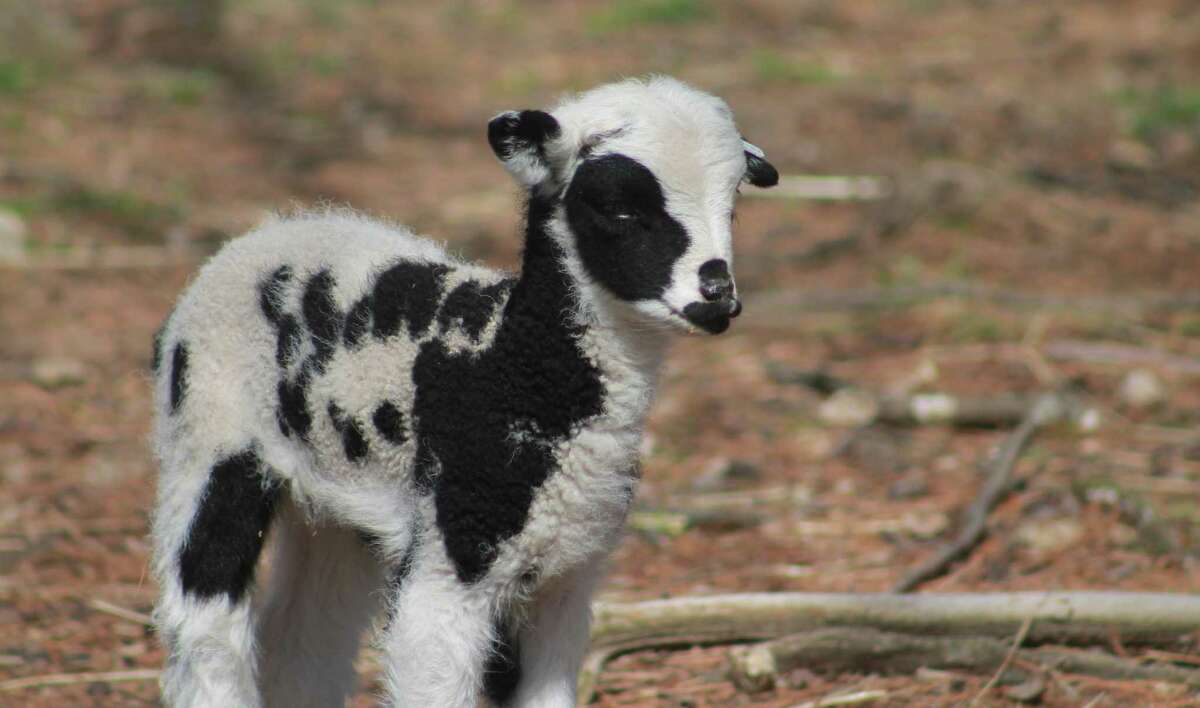 Learn how to care for farm animals at Farmer for the Evening on April 29 at the Stamford Museum & Nature Center.