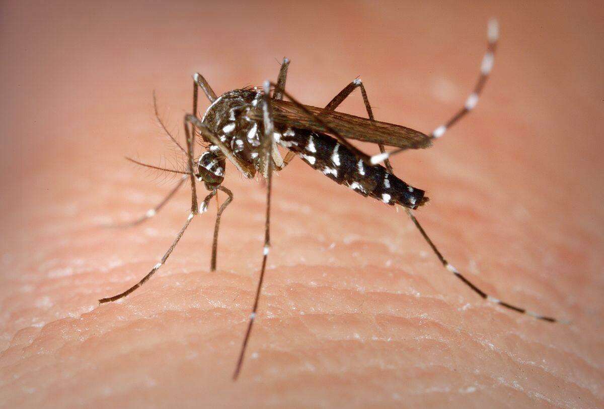 The state has begun its seasonal mosquito trapping program.