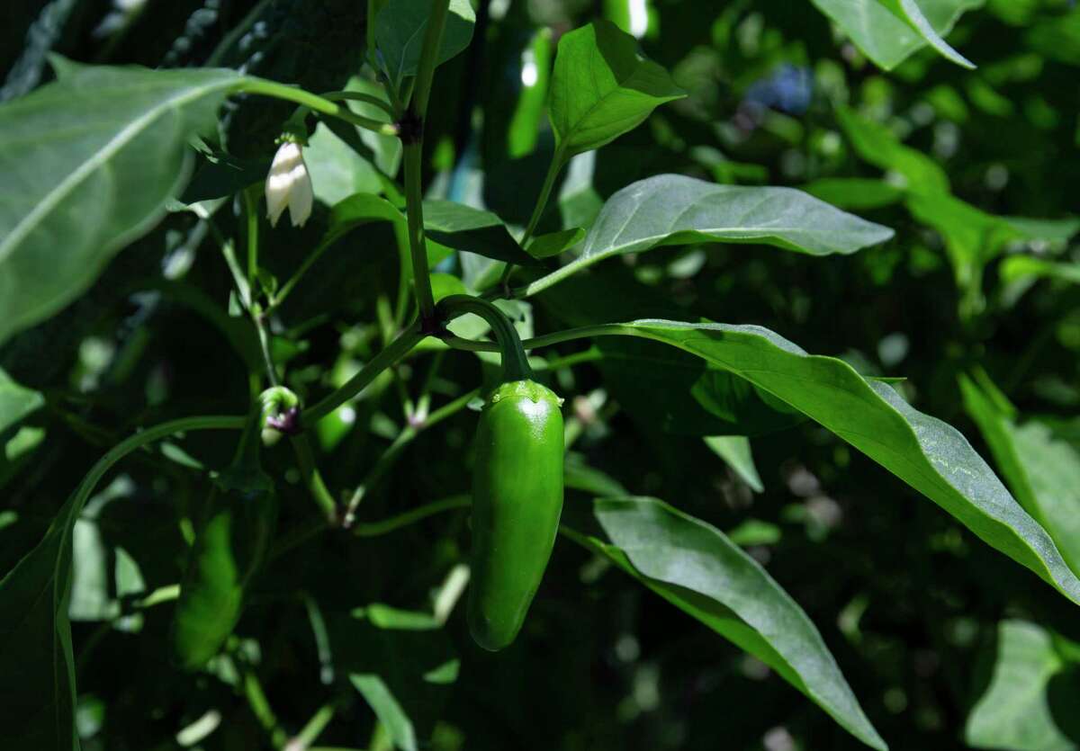 A jalapeño pepper plant at an edible garden created with the help of Rooted Garden.