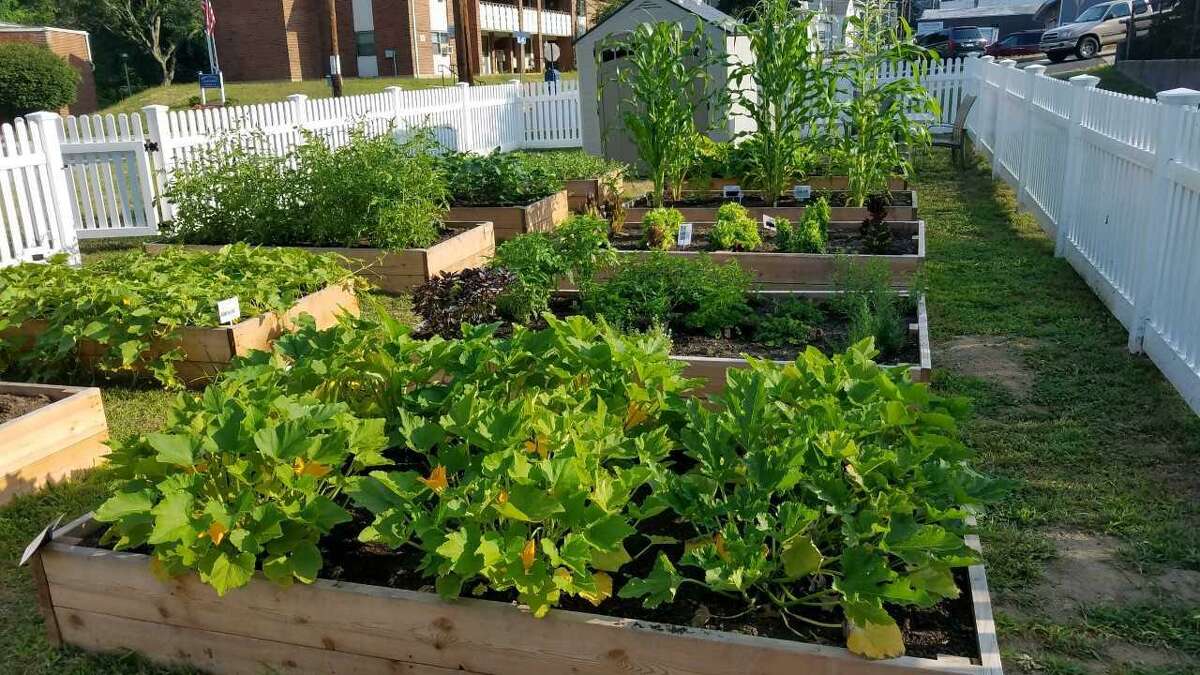 Valley United Way announced last week a new partnership with Massaro Community Farm of Woodbridge in managing the 13 neighborhood gardens of the Grow Your Own program within the five-town region of Lower Naugatuck Valley.
