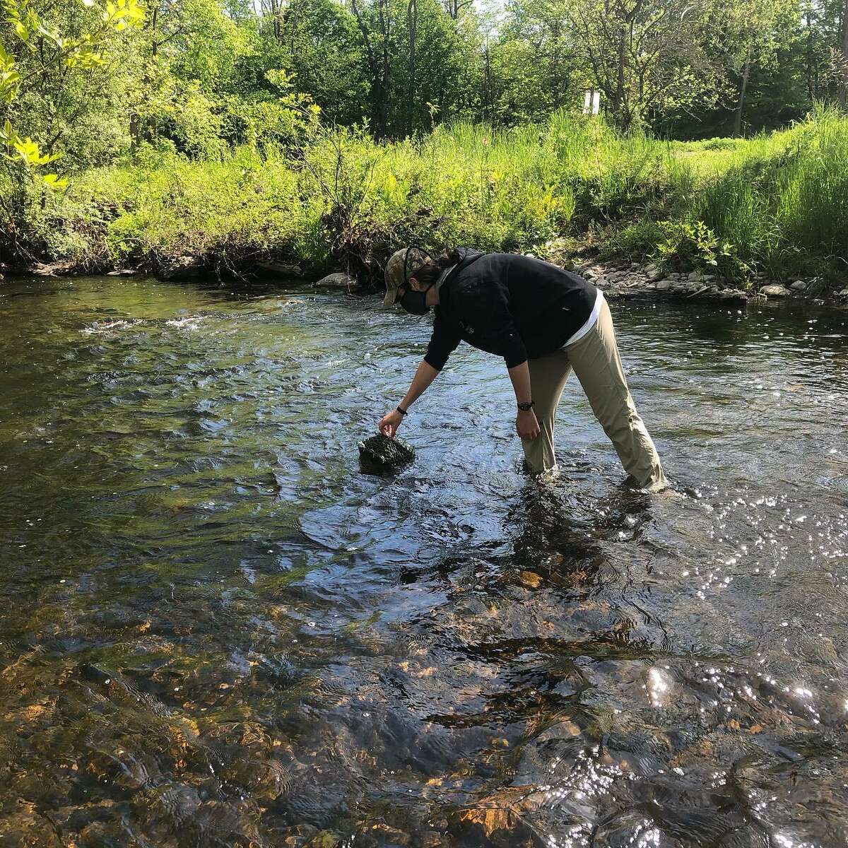 Kelly Nealon, a graduate student at Western Connecticut State University, places a cage with a rock on which hornleaf riverweed is growing in the Norwalk River in May. Also in the cage were two rocks without the plant. It is hoped the plant will spread from the one rock to the others.