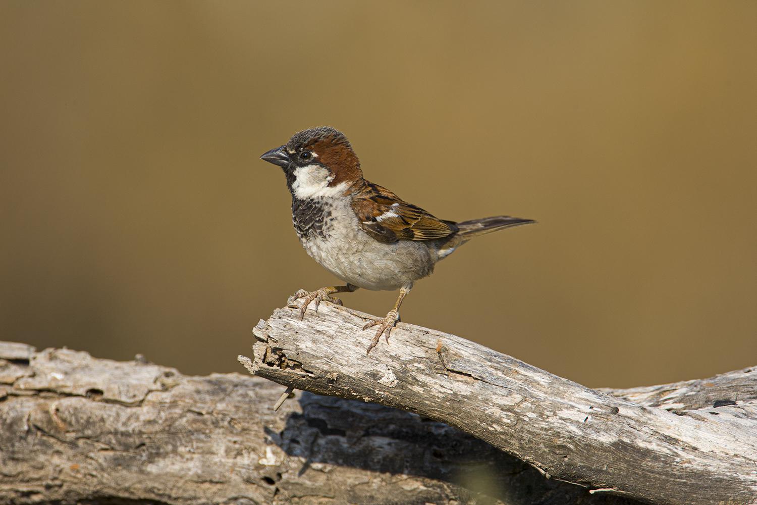 Say Hello To The House Sparrow A Most Sociable Bird