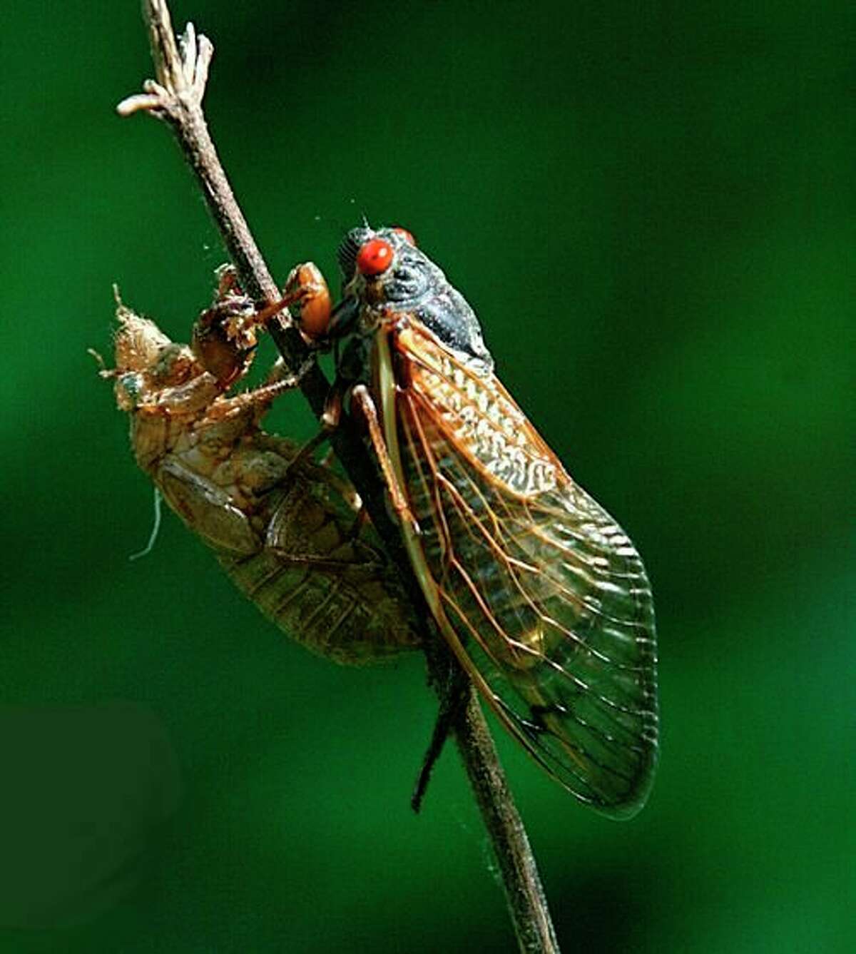 What’s All The Excitement About Cicadas?