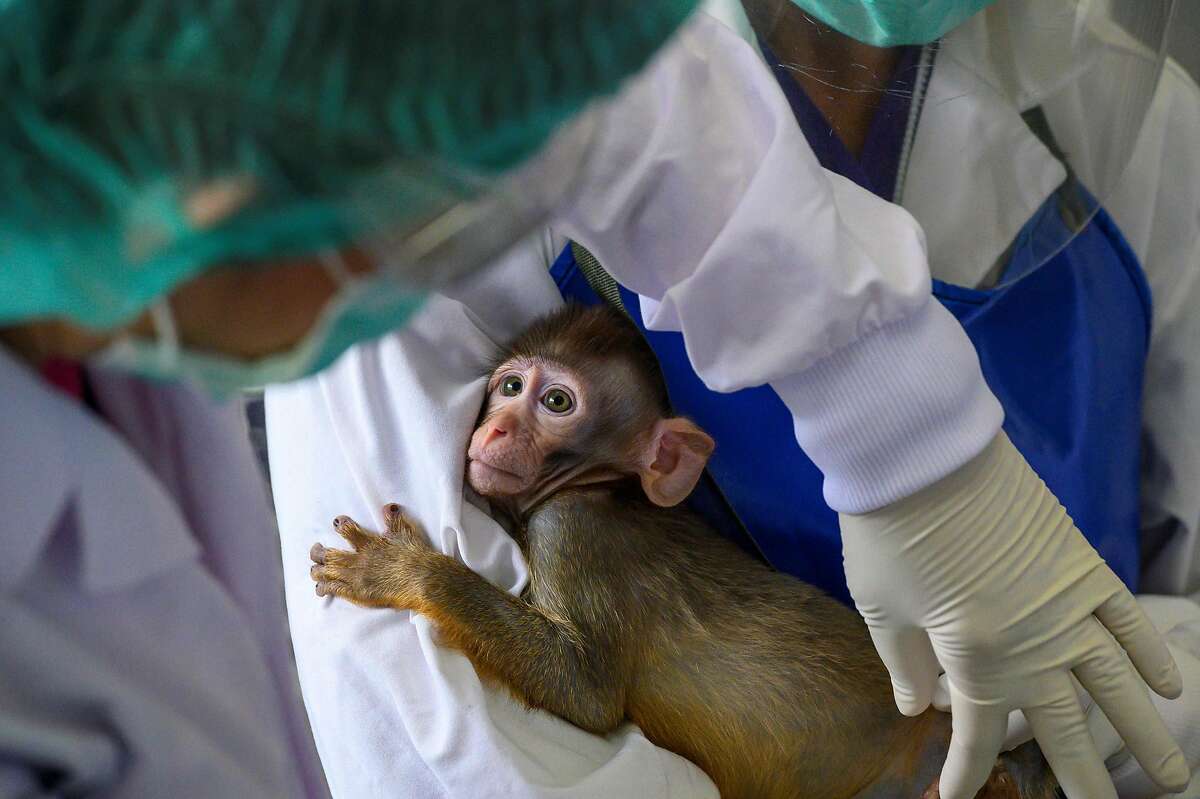 A laboratory baby monkey being examined May 23, 2020. MonkeysThere are currently four U.S.-made coronavirus vaccines in late-stage trials, meaning they are being tested on humans. Nonetheless, some researchers are saying they want to continue testing vaccine candidates on monkeys, in order to do comparisons. For example, Nancy Haigwood, who directs the Oregon National Primate Research Center, told Science Magazine that monkey-human comparison trials are necessary: “We should take a cold, hard look at all of the data and ask ourselves, ‘What appears to work best?’” Other researchers argue that once you’re in human trials, primate studies are unnecessary and wasteful. There is, by the way, a shortage of research monkeys in the United States.