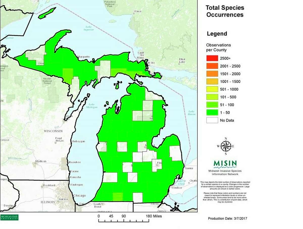 The invasive Eurasian milfoil can be found in counties all across Michigan. (Courtesy Photo)