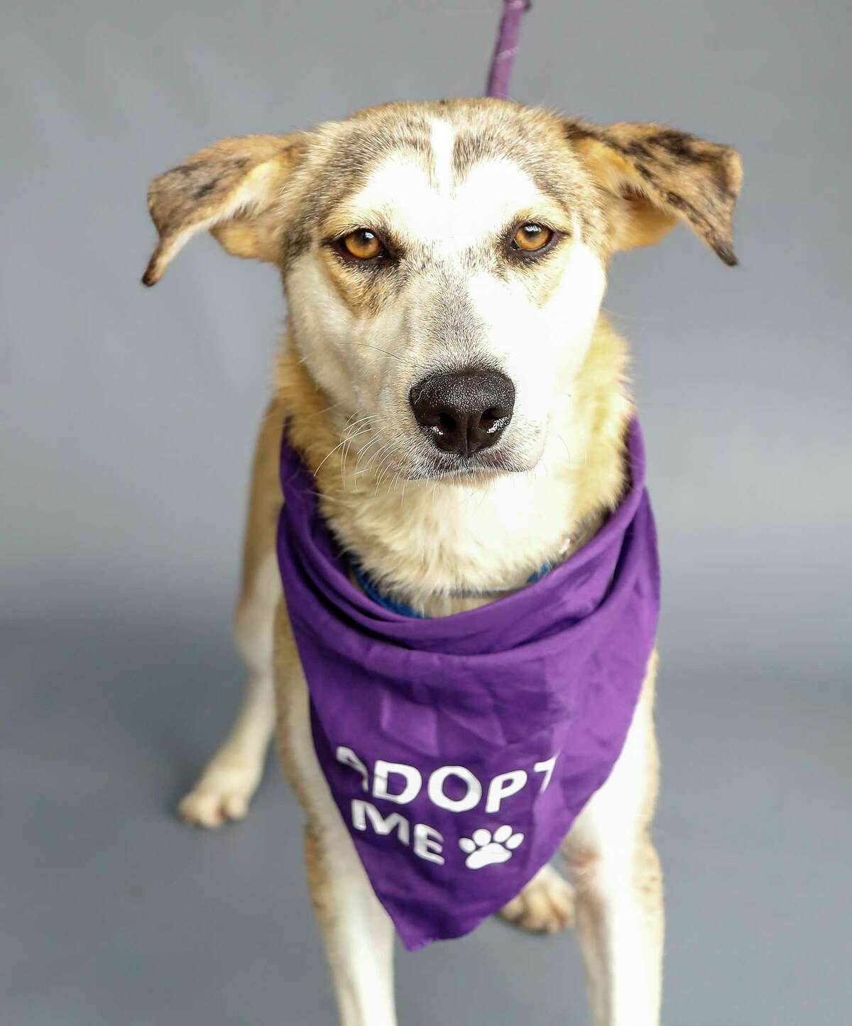 Candy (A1694228) is a 2-year-old, female, husky/Labrador mix who first came to the shelter as an "unsocialized street dog." But Candy has made incredible progress and is ready to find her new home. She's a little sad now that her best dog friend was recently adopted out and cannot wait to be someone's pet. She is good with other dogs and shelter officials think she will do well with another confident dog.