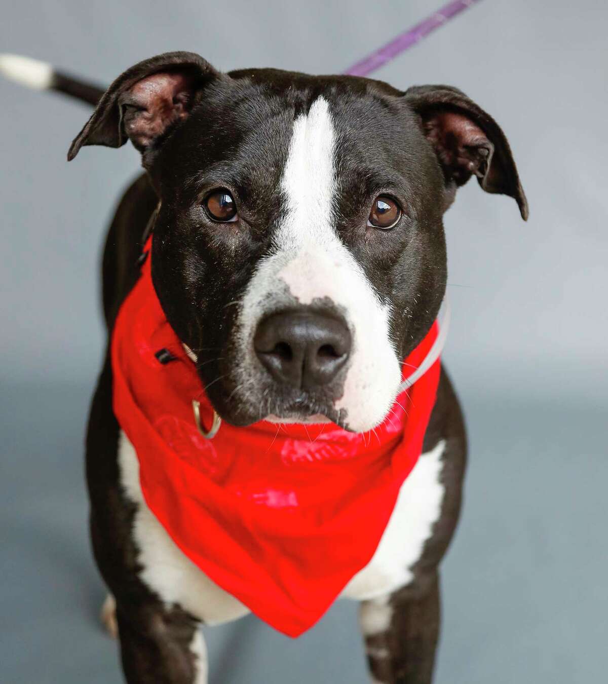 Re Peete (A1585913) is a 2-year-old, male, Staffordshire mix who is another staff favorite at BARC. He was rescued along with 21 other dogs that were found living at a single home that officials describe as a hoarding situation. According to shelter officials, he loves playing with dogs of all sizes and "has this adorable skipping-hop when he runs!"
