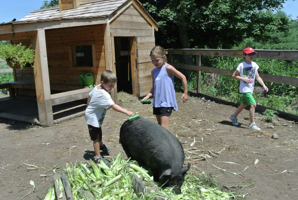 Petting the pigs and interacting with the other animals is a favorite part of summer camp at Ambler Farm. The farm announced there will be no camp this year, due to the COVID-19 pandemic.