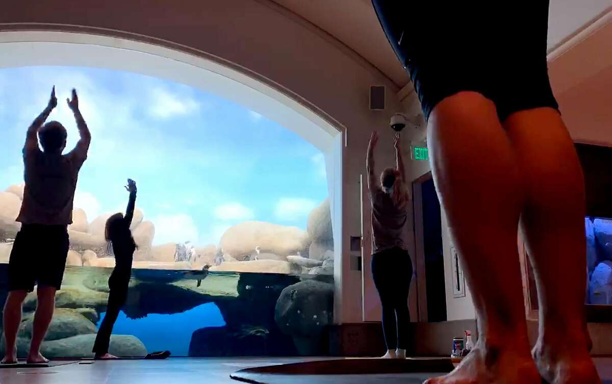 California Academy of Sciences� Curator Vikki McCloskey leads a group in penguin yoga on Monday, June 1, 2020 in San Francisco, Calif.