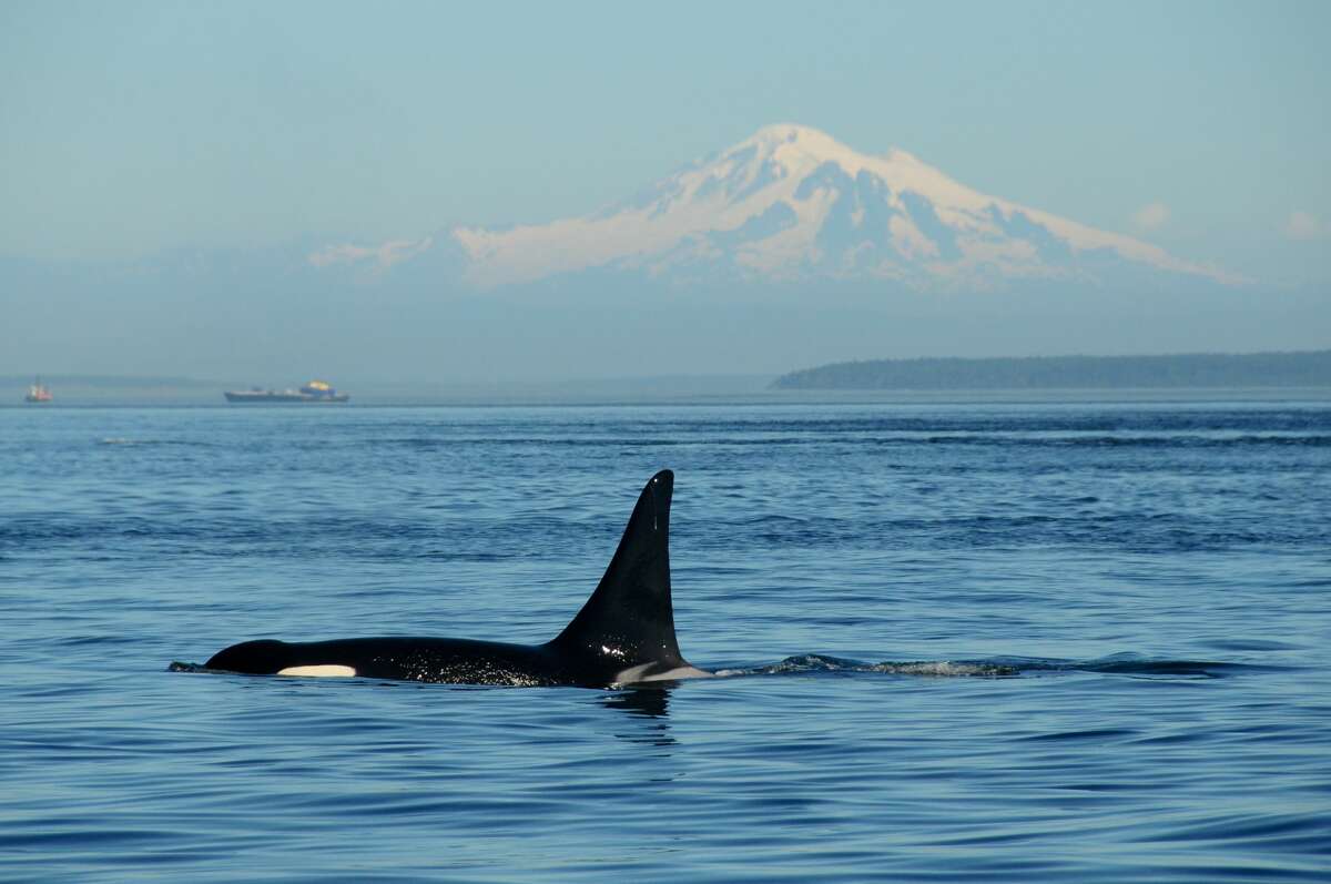 A black orca fin sits above the water, with a faded snowy mountain and boats in the background. 