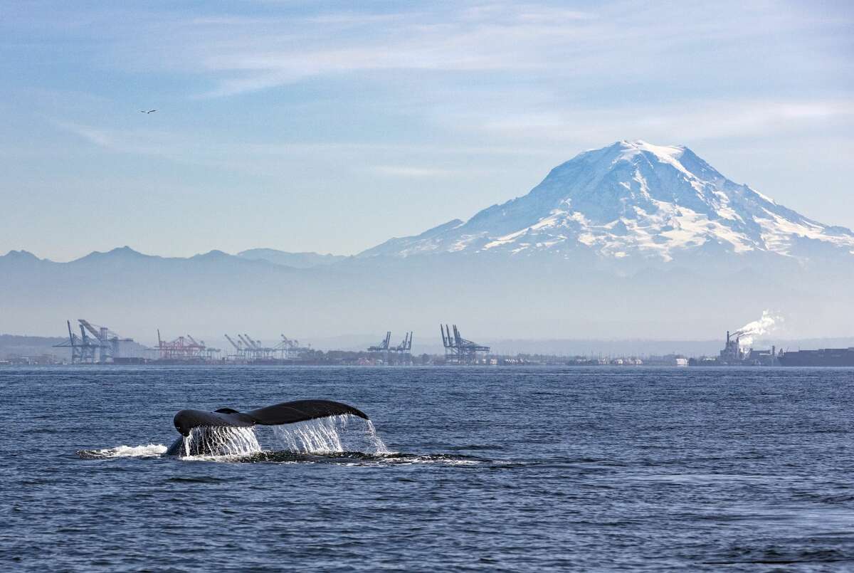 11 breathtaking spots for whale watching in Washington state