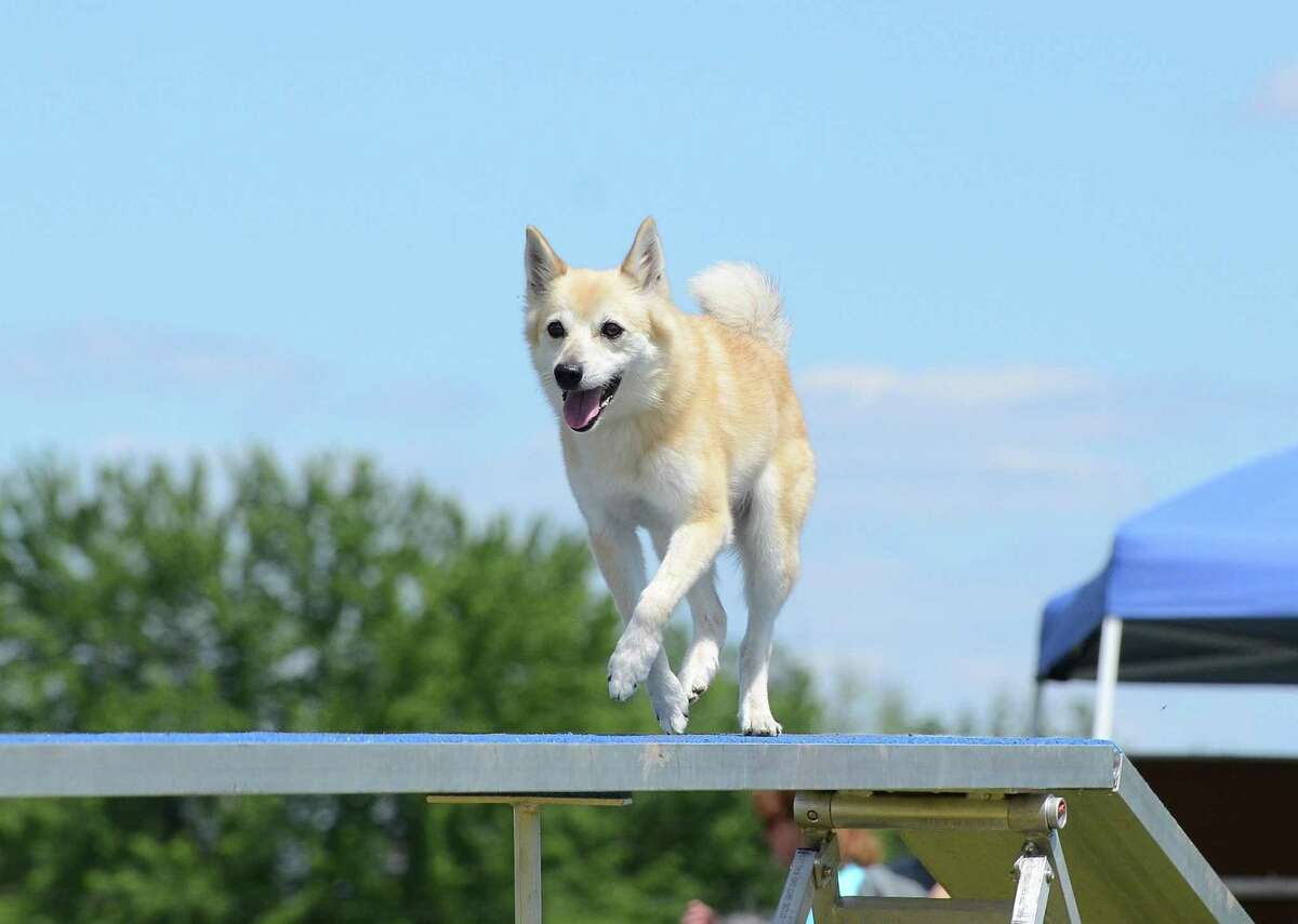 Норвежский бухунд собака фото