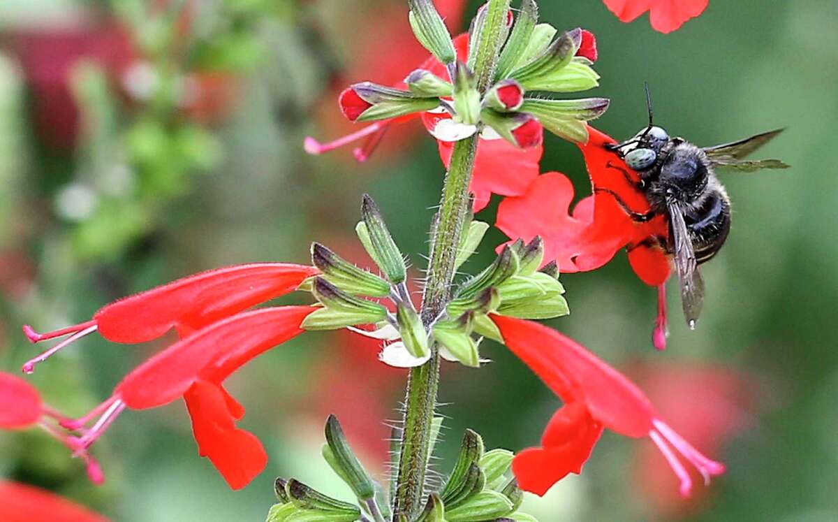 Horsefly-like carpenter bee takes the pollen from the base of a red tubular scarlet sage in Lauren Simpson's front yard on Wednesday, Sept. 5, 2018 in Houston.