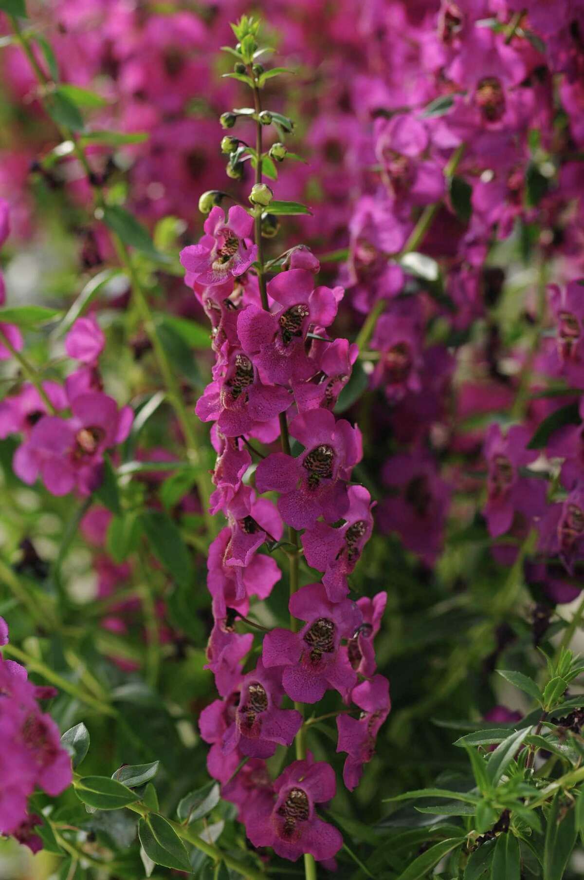 Image of Angelonia Purple Wave annual flower
