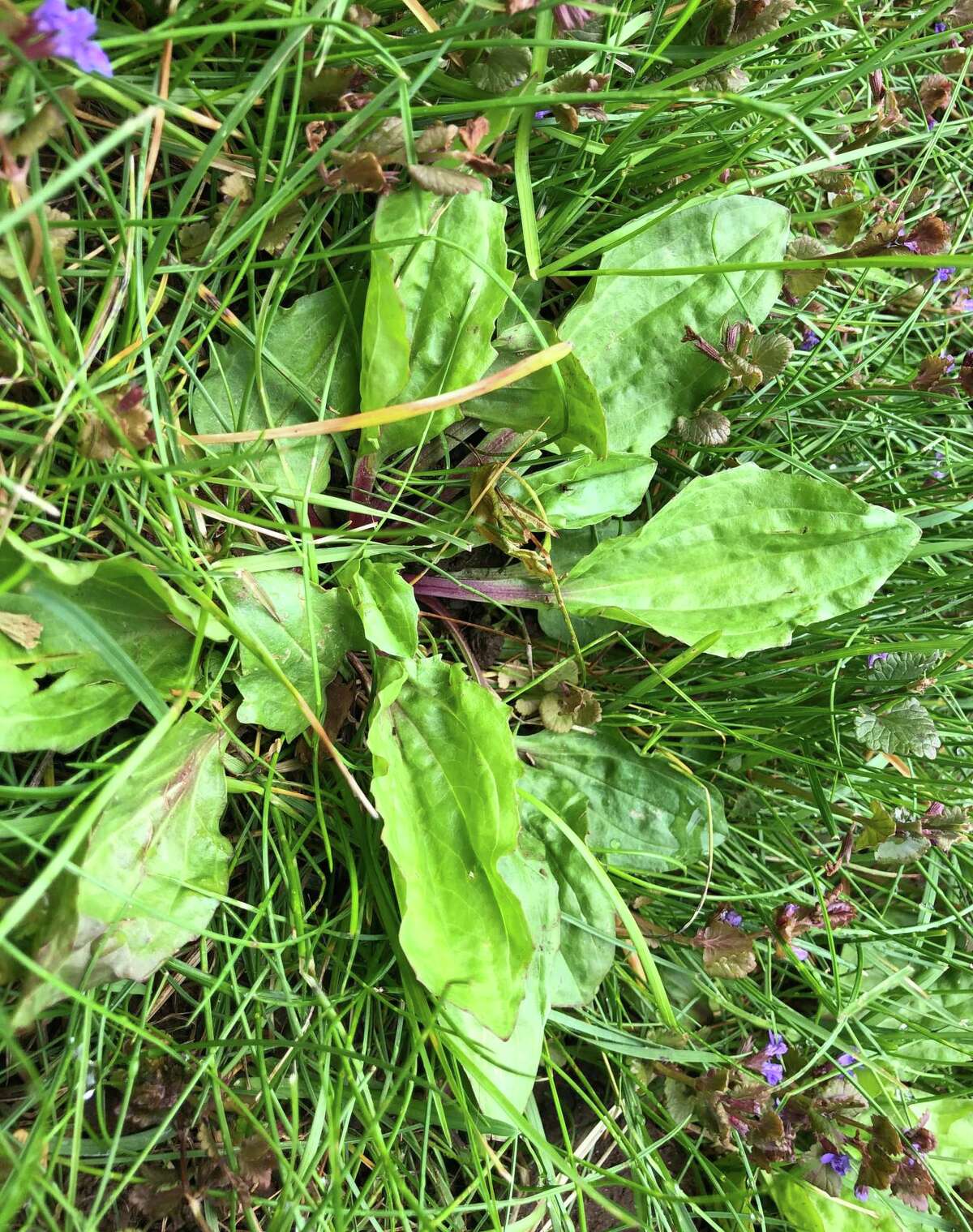 The plantain is not native, having come from Europe with early settlers, but it has several nutritional and medicinal benefits.