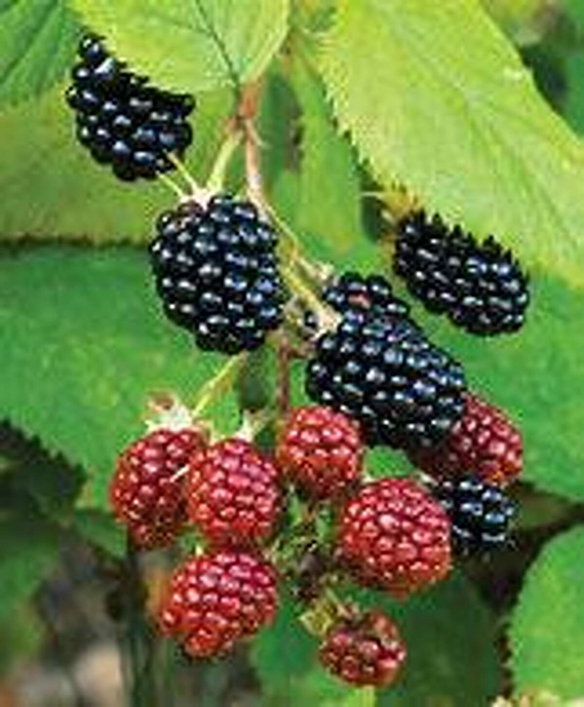 Master Gardener: Tips for growing blackberries in Montgomery County