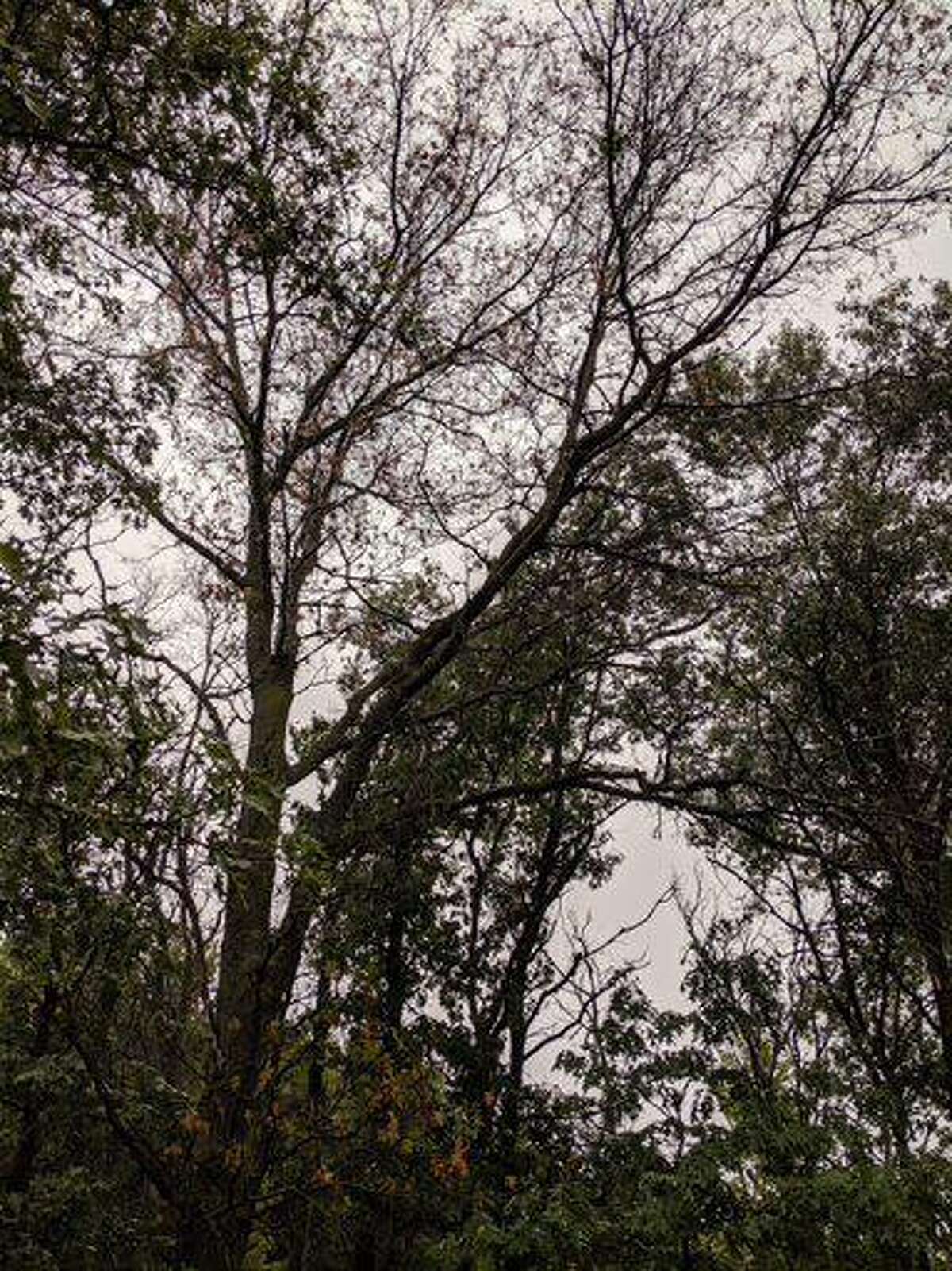 Robert Miller On the lookout for fungus that kills oak trees