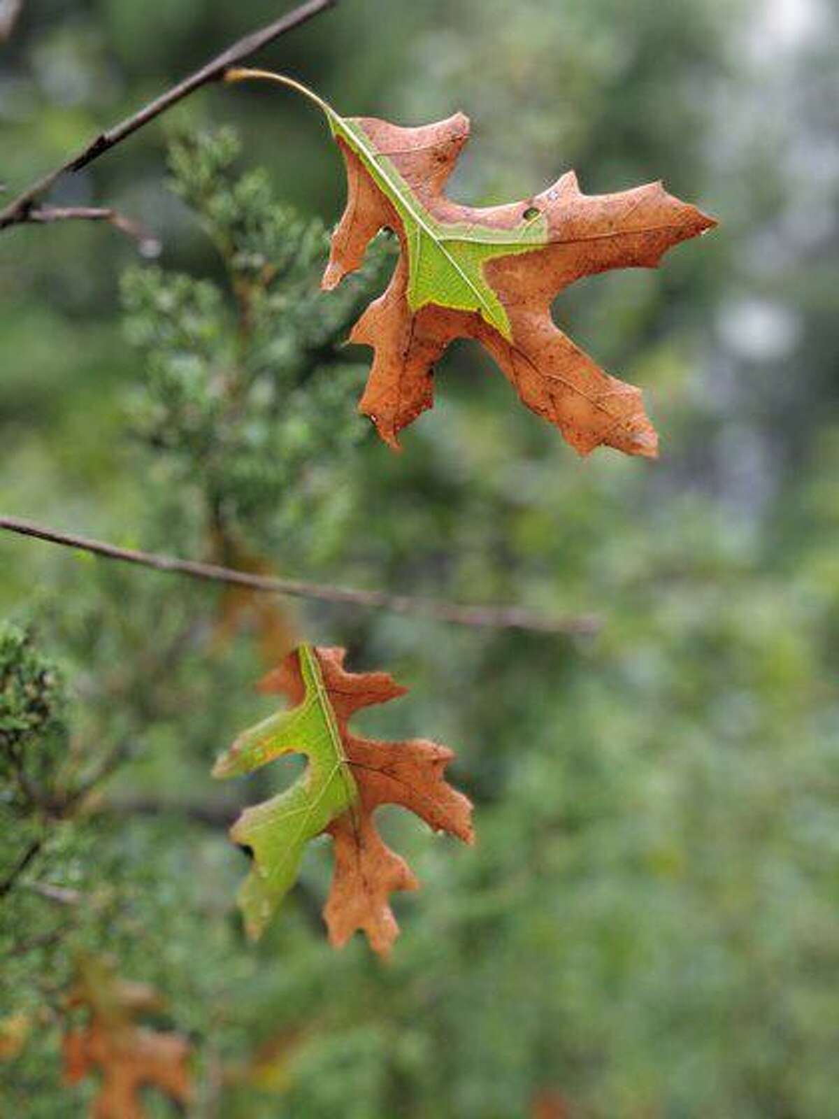Robert Miller On the lookout for fungus that kills oak trees