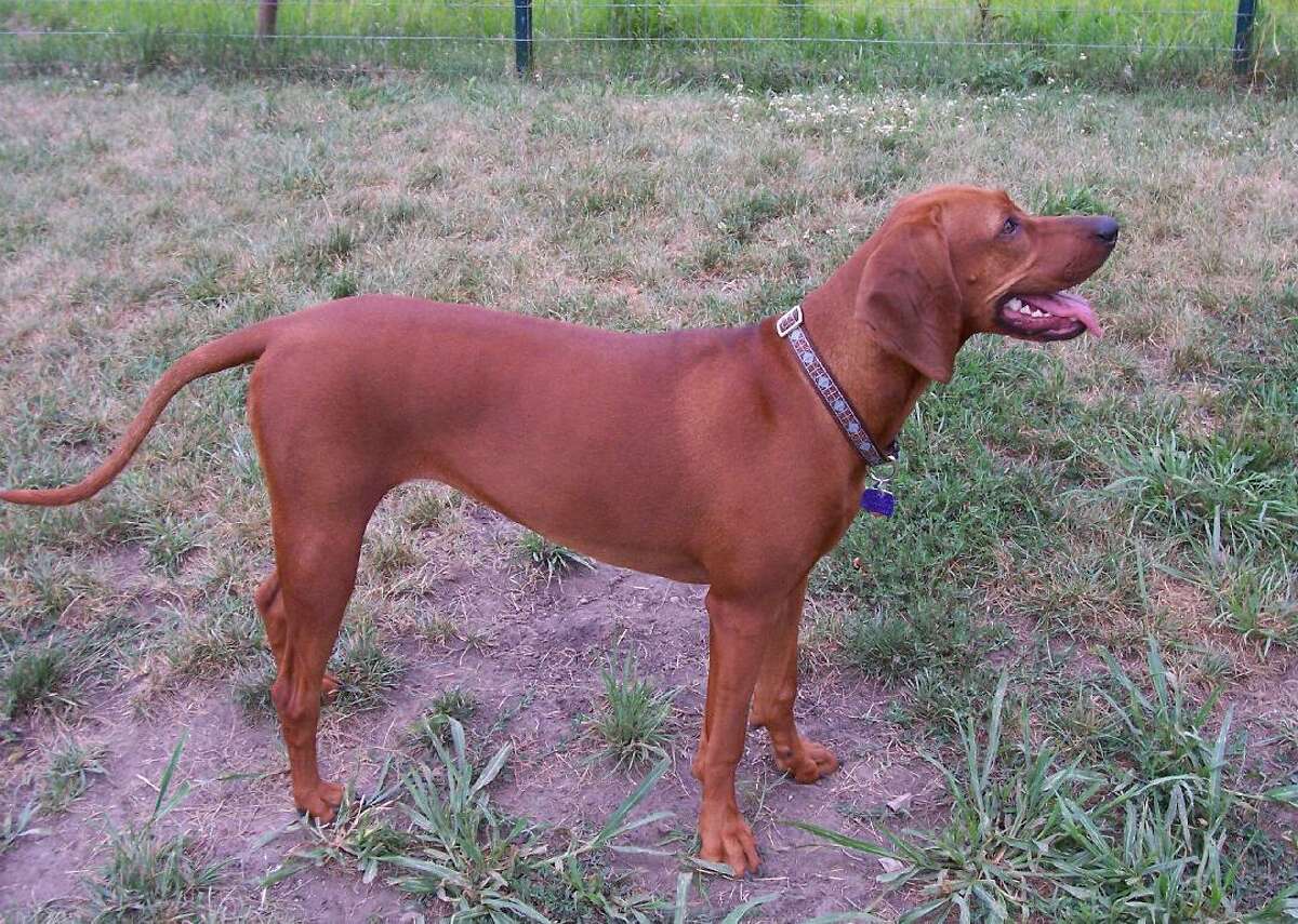 Another American hound dog from the South, the redbone coonhound is distinc...