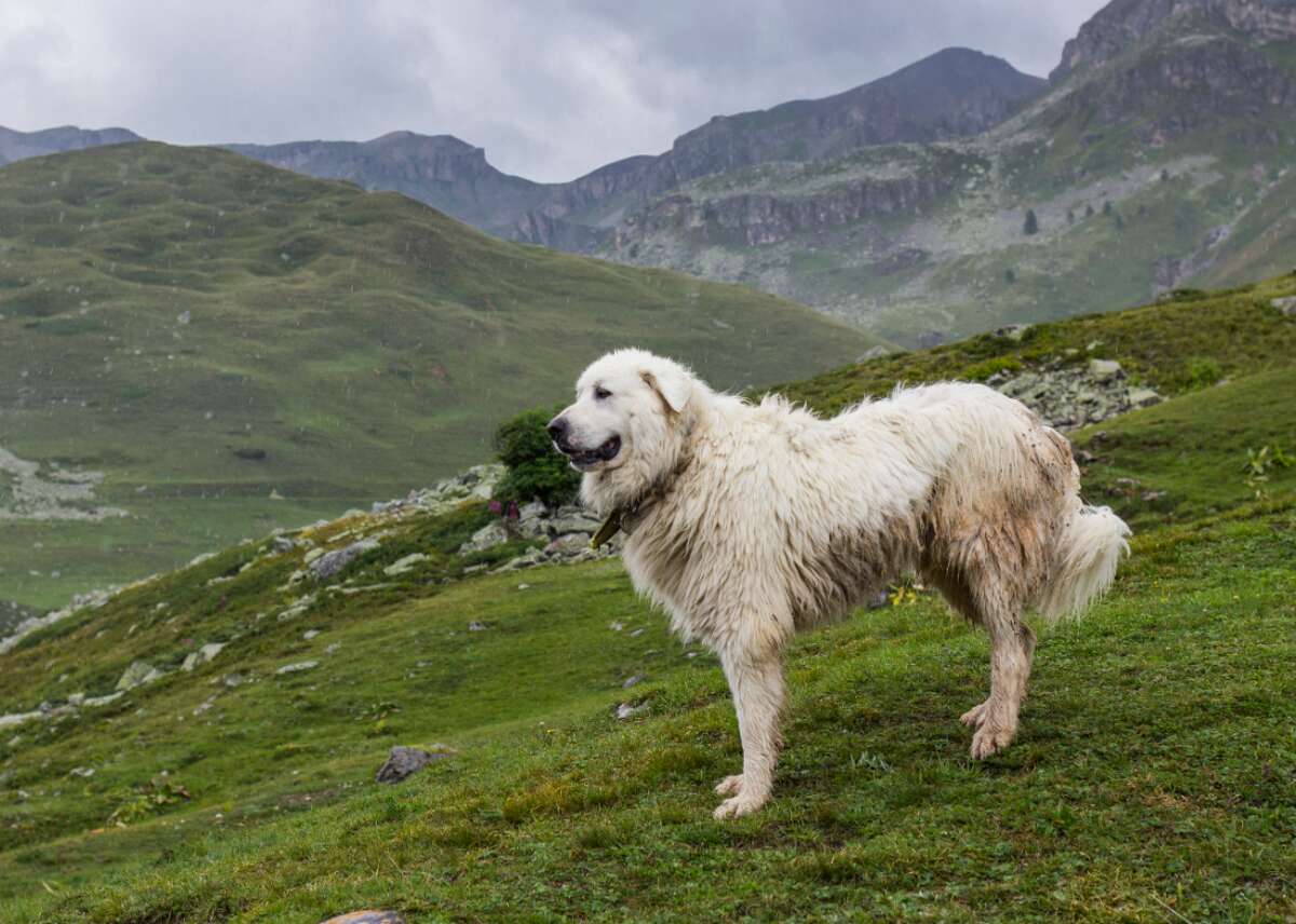 Пиренейская Горная собака вес