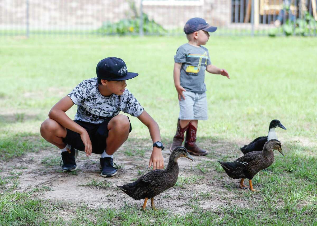 Make way for ducklings. How one Cypress family added duck playdates to