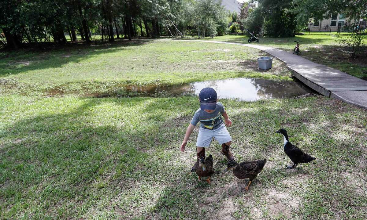 Make way for ducklings. How one Cypress family added duck playdates to