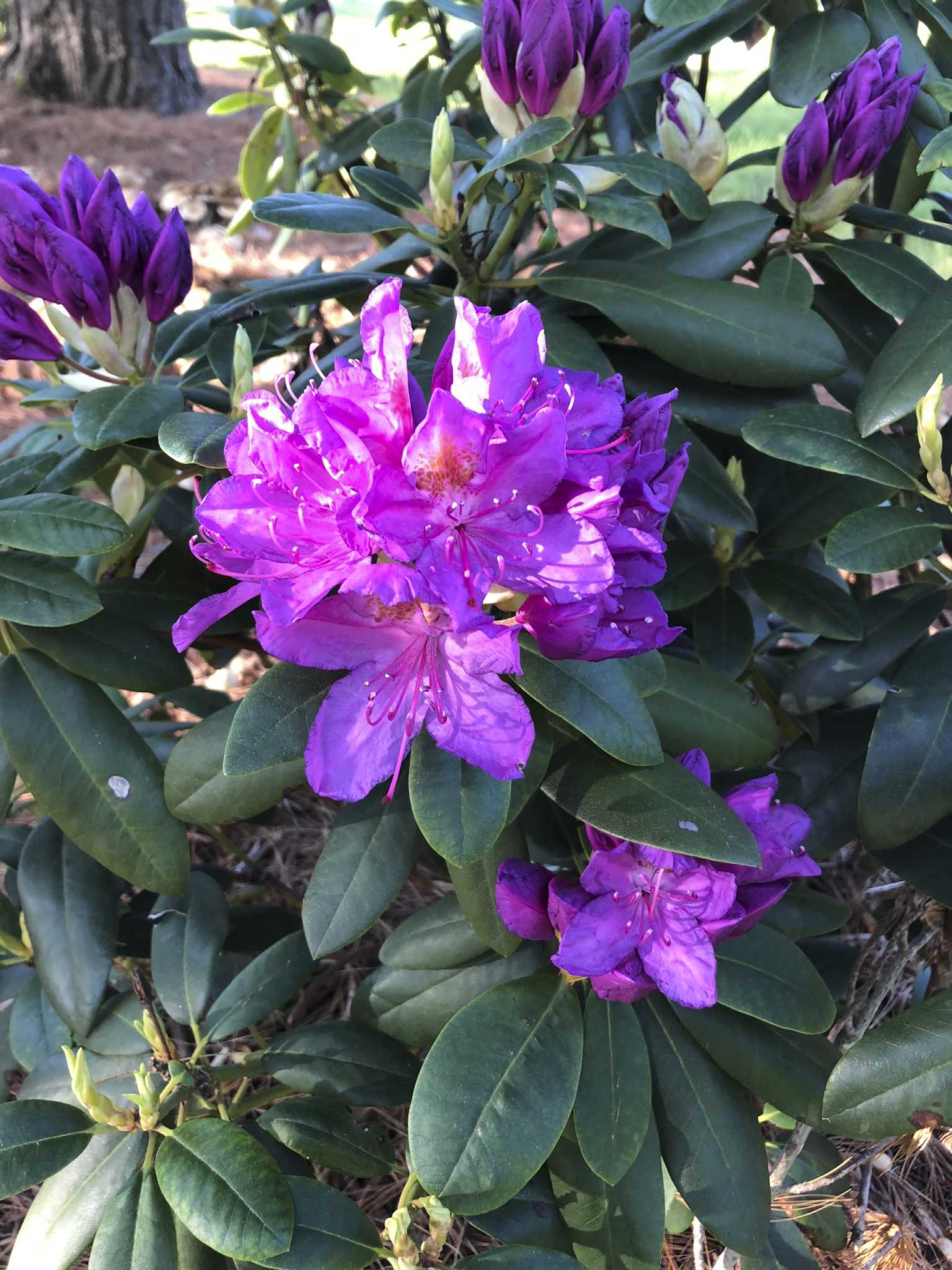 Martin: Rhododendrons